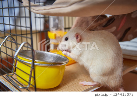 A Siamese rat eats from a bowl in its cage. The concept of pets and their proper nutrition 124413075