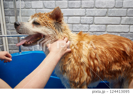 The dog is washed with a shower in the bathtub in the grooming salon 124413095