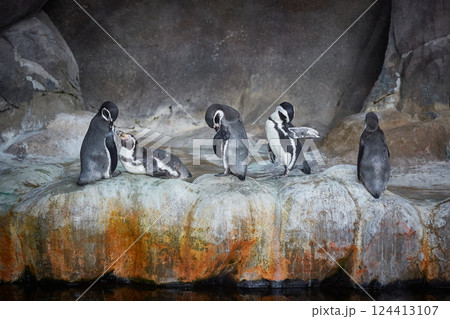 Penguins on a rocky shore near the water Penguins on a rocky shore near the water 124413107