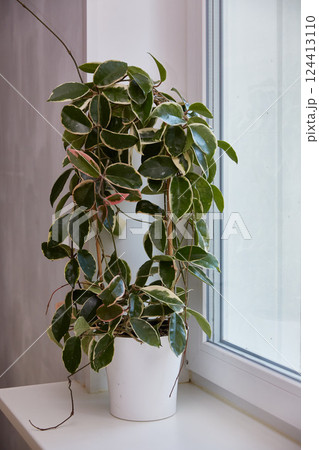 Variegated foliage of hoya carnosa variegata Krimson Queen on windows 124413110