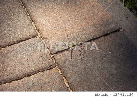 Grass growing in the gap between the sidewalk paving stones 124413134