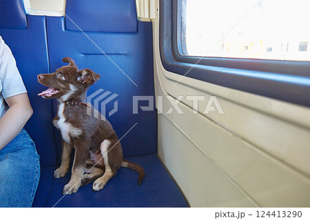 The dog sits on the seat in the train and looks at the owner. The concept of traveling with animals. 124413290