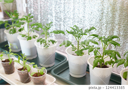 Tomato seedlings at home under phytolamps. Effective growing of vegetable seedlings under a LED grow lights. 124413385