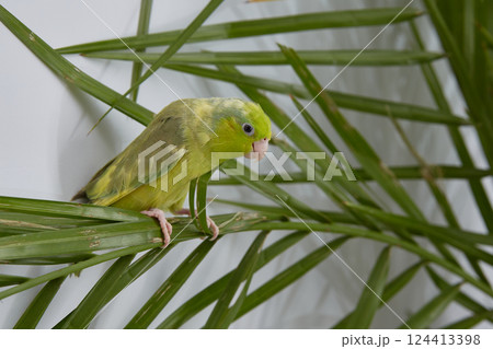 Green parrot forpus on the leaves of a date palm Green parrot forpus on the leaves of a date palm 124413398