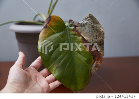 Demonstration of the diseased monstera leaf. Indoor plants diseases 124413417