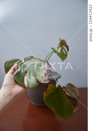 Indoor flowers with gray rot on the leaves. Diseases and pests of flowers. Vertical frame 124413422