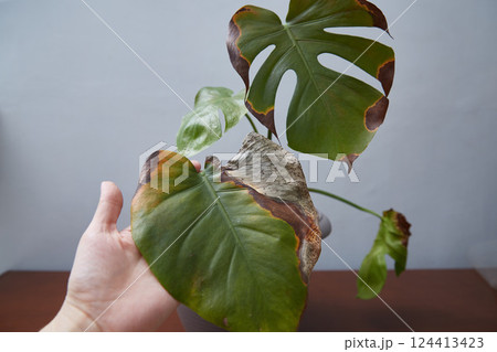 Monster with rotted leaves. A woman's hand shows a damaged sheet 124413423