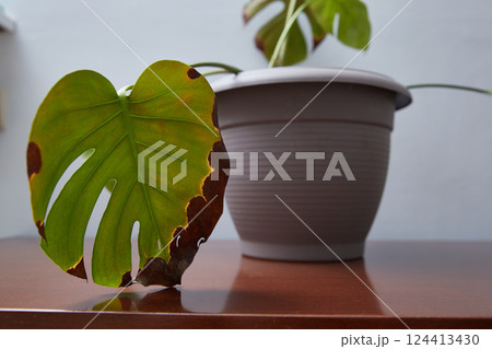 A sick leaf of monstera, a home flower. 124413430