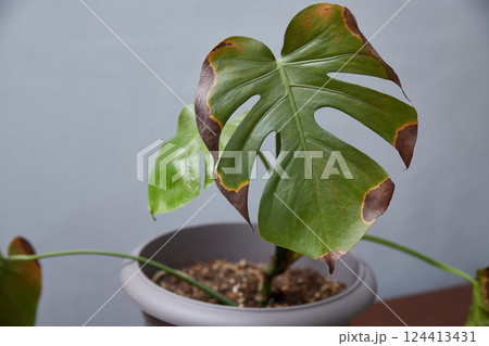 A monstera flower with a disease. Diseases of potted flowers are gray rot, thrips and mycosis A monstera flower with a disease. Diseases of potted flowers are gray rot, thrips and mycosis 124413431
