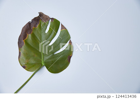 A sick monstera leaf on a light background. Background for advertising the care and treatment of home flowers A sick monstera leaf on a light background. Background for advertising the care and treatment of home flowers 124413436
