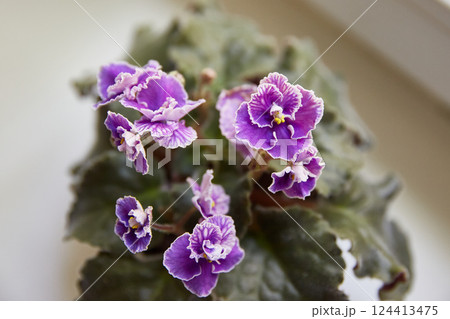 Potted Saintpaulia violet flowers. Potted Saintpaulia violet flowers. Senpolia or violet on the window. Purple variety, called Carnival Potted Saintpaulia violet flowers. Potted Saintpaulia violet flowers. Senpolia or violet on the window. Purple variety, called Carnival 124413475