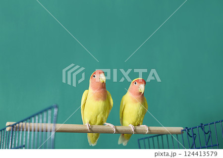 Two Colorful Lovebirds Perched on a Wooden Stick. Copy space Two Colorful Lovebirds Perched on a Wooden Stick. Copy space 124413579