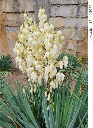 Inflorescences of Yucca filamentosa. Vertical view. Inflorescences of Yucca filamentosa. Vertical view. 124413682