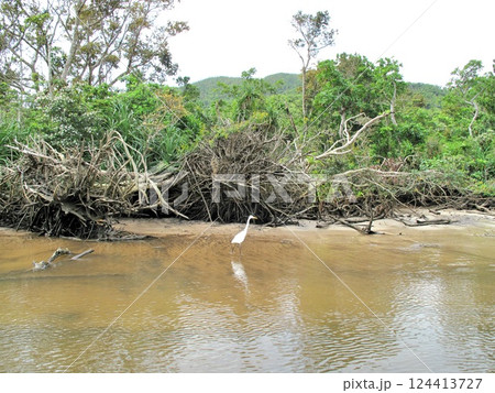 西表島の自然と野鳥 西表島の自然と野鳥 124413727