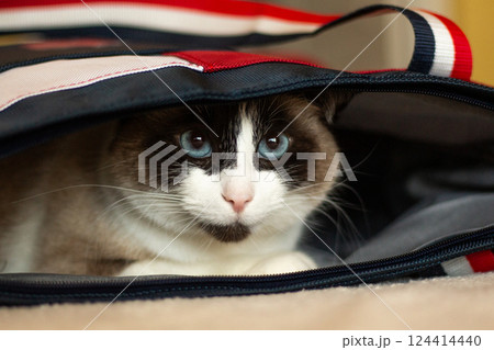 Cute Siamese cat is hiding in bag. Curious cat lying in his owner's bag. Funny cats behavior. 124414440