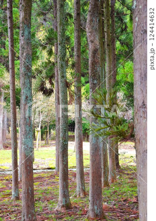 春の日本庭園　嵐山 京都府　2 124414632