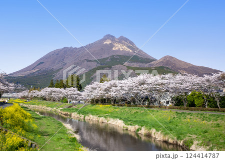 湯布院　桜並木と菜の花と由布岳 124414787
