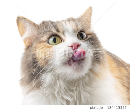 Funny fluffy cat portrait closeup cute photo 124415385