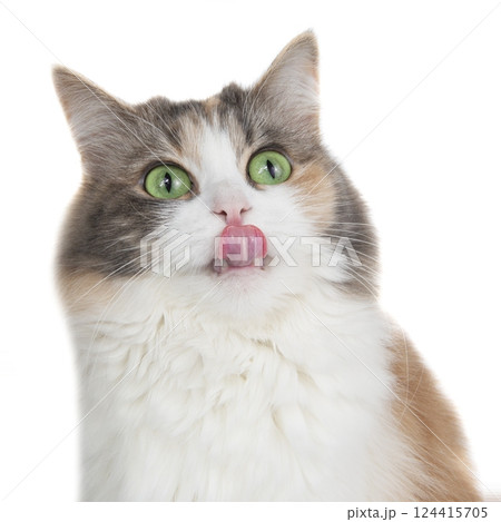 Funny beautiful fluffy cat licks isolated on the white background 124415705