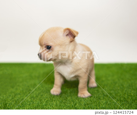 Funny chihuahua puppy dog isolated on the white background 124415724
