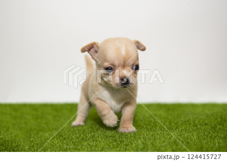 Funny chihuahua puppy dog isolated on the white background 124415727