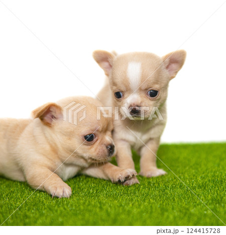 Funny chihuahua puppy dog isolated on the white background 124415728