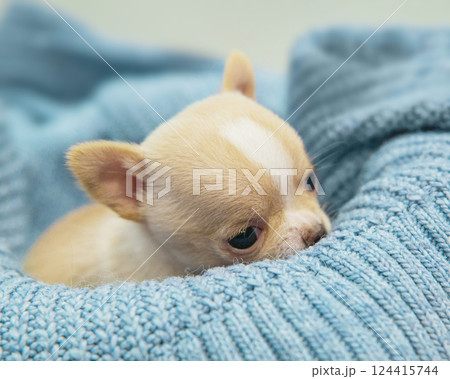 Small dog funny puppy cute chihuahua on knitted isolated on the white Small dog funny puppy cute chihuahua on knitted isolated on the white 124415744