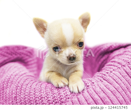 Small dog funny puppy cute chihuahua on knitted isolated on the white Small dog funny puppy cute chihuahua on knitted isolated on the white 124415745