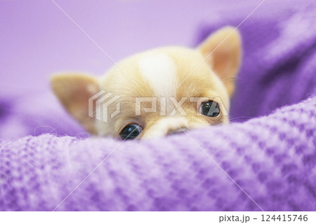 Small dog funny puppy cute chihuahua on knitted isolated on the white Small dog funny puppy cute chihuahua on knitted isolated on the white 124415746