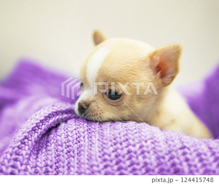 Small dog funny puppy cute chihuahua on knitted isolated on the white 124415748
