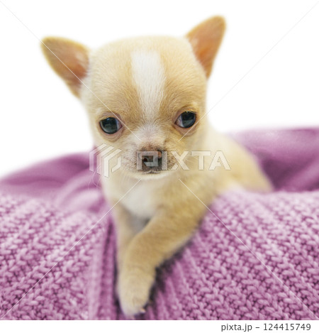 Small dog funny puppy cute chihuahua on knitted isolated on the white 124415749
