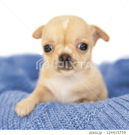 Small dog funny puppy cute chihuahua on knitted isolated on the white Small dog funny puppy cute chihuahua on knitted isolated on the white 124415750