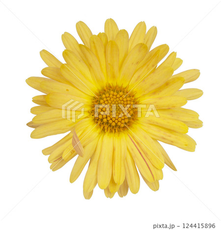 Beautiful spring yellow flower fresh isolated on the white background Beautiful spring yellow flower fresh isolated on the white background 124415896