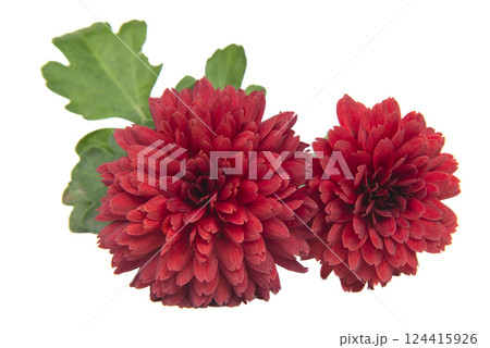 Red flower chrysanthemum daisy blooming isolated on the white background 124415926