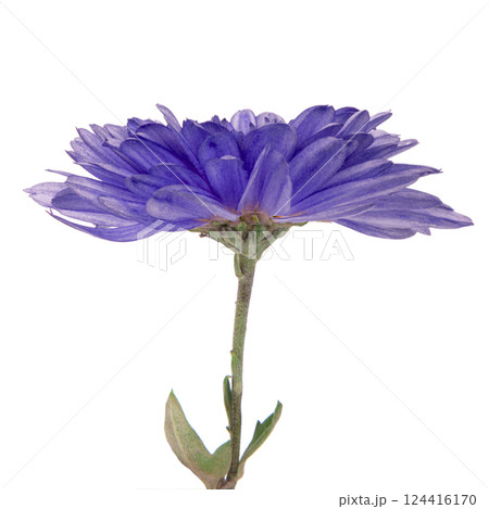 Beautiful pretty chrysanthemum flower daisy isolated on the white background 124416170