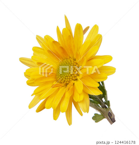 Beautiful pretty yellow chrysanthemum flower daisy isolated on the white background 124416178