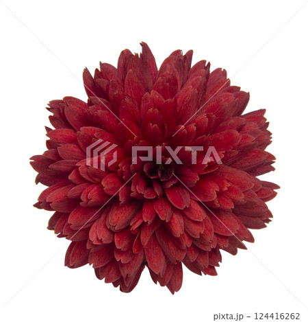 Beautiful pretty red chrysanthemum flower daisy isolated on the white background Beautiful pretty red chrysanthemum flower daisy isolated on the white background 124416262