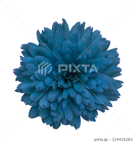 Beautiful pretty red chrysanthemum flower daisy isolated on the white background Beautiful pretty red chrysanthemum flower daisy isolated on the white background 124416263