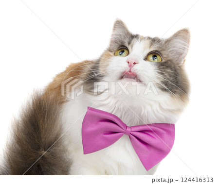 Funny fluffy cat bright portrait isolated on the white background 124416313