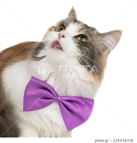 Funny fluffy cat bright portrait isolated on the white background Funny fluffy cat bright portrait isolated on the white background 124416316
