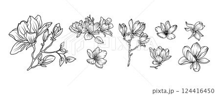 Magnolia flower arrangement line art on white background. Silhouette magnolia botanical hand drawn element for wedding, invitation frame design, vector illustration Magnolia flower arrangement line art on white background. Silhouette magnolia botanical hand drawn element for wedding, invitation frame design, vector illustration 124416450