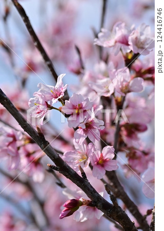 アーモンドの花(Almond flower) 124416746