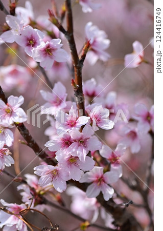 アーモンドの花(Almond flower) アーモンドの花(Almond flower) 124416749