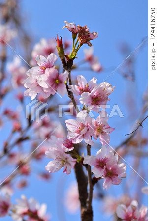 アーモンドの花(Almond flower) 124416750