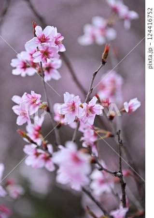 アーモンドの花(Almond flower) アーモンドの花(Almond flower) 124416752