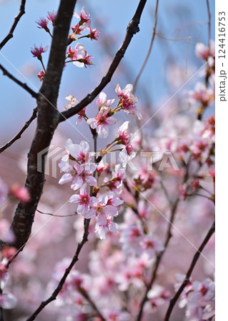 アーモンドの花(Almond flower) アーモンドの花(Almond flower) 124416753