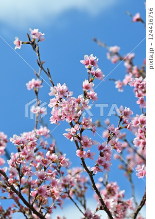 アーモンドの花(Almond flower) アーモンドの花(Almond flower) 124416756