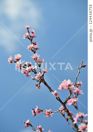 アーモンドの花(Almond flower) アーモンドの花(Almond flower) 124416758