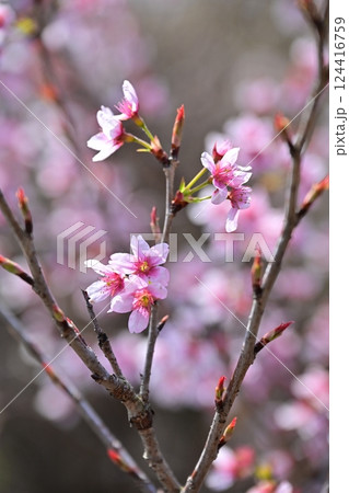 アーモンドの花(Almond flower) 124416759