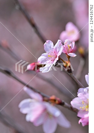 アーモンドの花(Almond flower) 124416762
